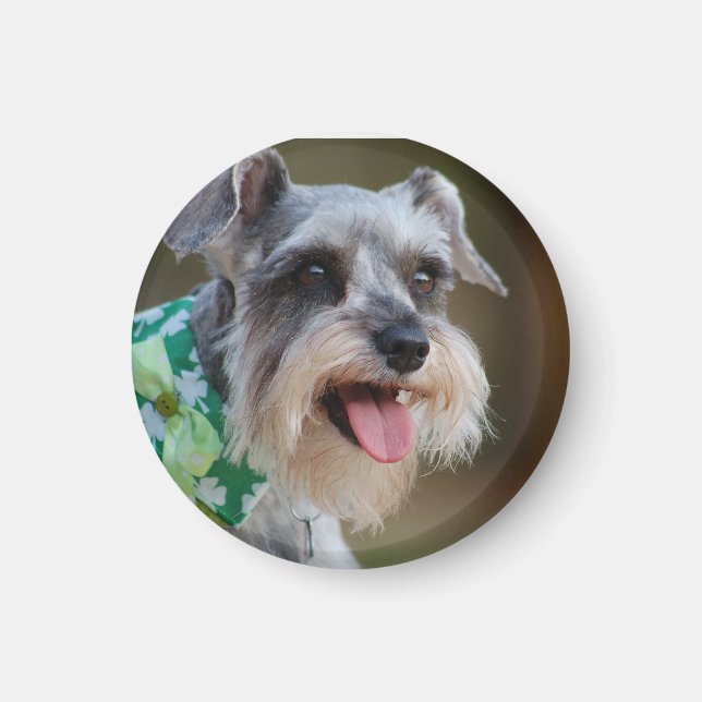 Lycklig Miniature Schnauzer Puppy Magnet (Framsidan)