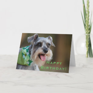 Lycklig miniatyrSchnauzergrattis på födelsedagen Kort