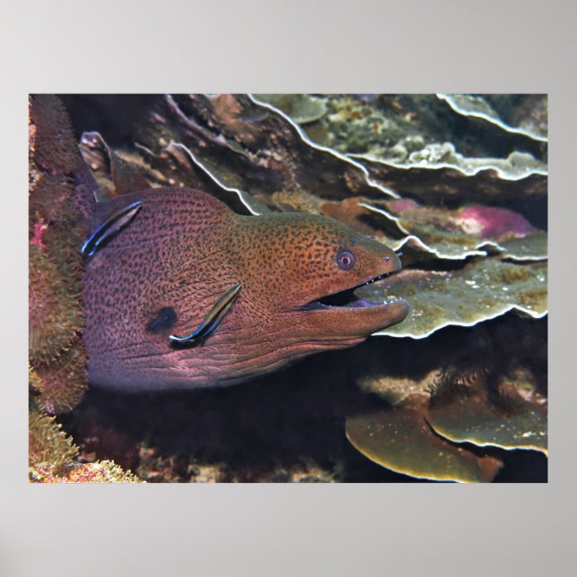 Lycklig Moray Städning Poster (Framsidan)