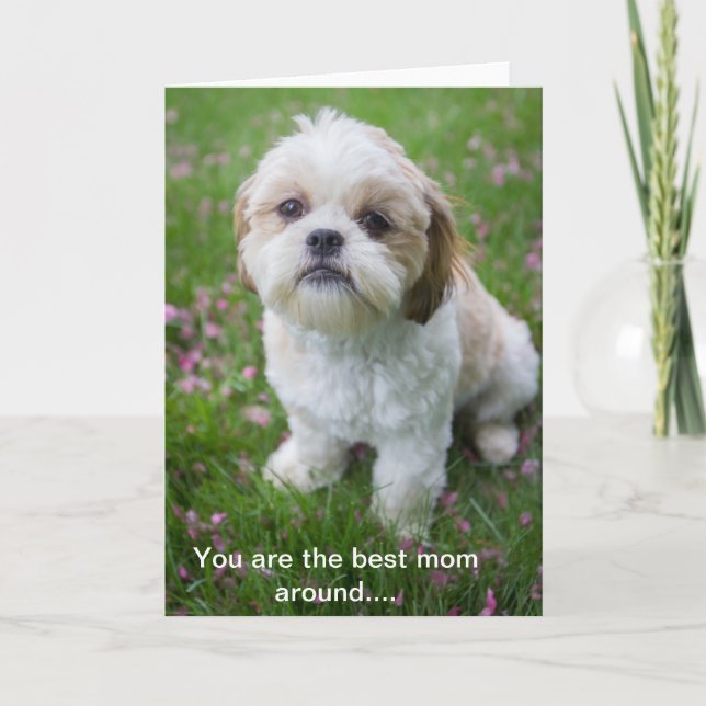 Lycklig Mors dag från Edie Shih tzu Kort (Framsida)