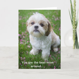 Lycklig Mors dag från Edie Shih tzu Kort