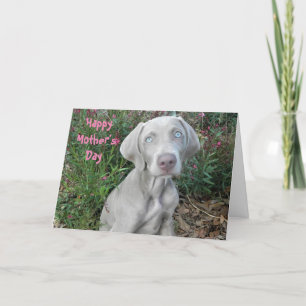 Lycklig Mors dag från Weimaraner Hund Card Kort