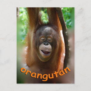 Lycklig Orangutan Vykort