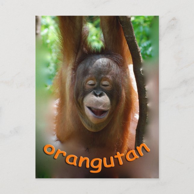 Lycklig Orangutan Vykort (Framsida)