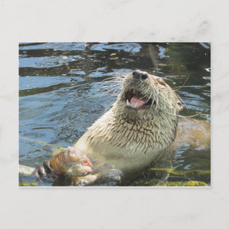Lycklig Otter Vykort