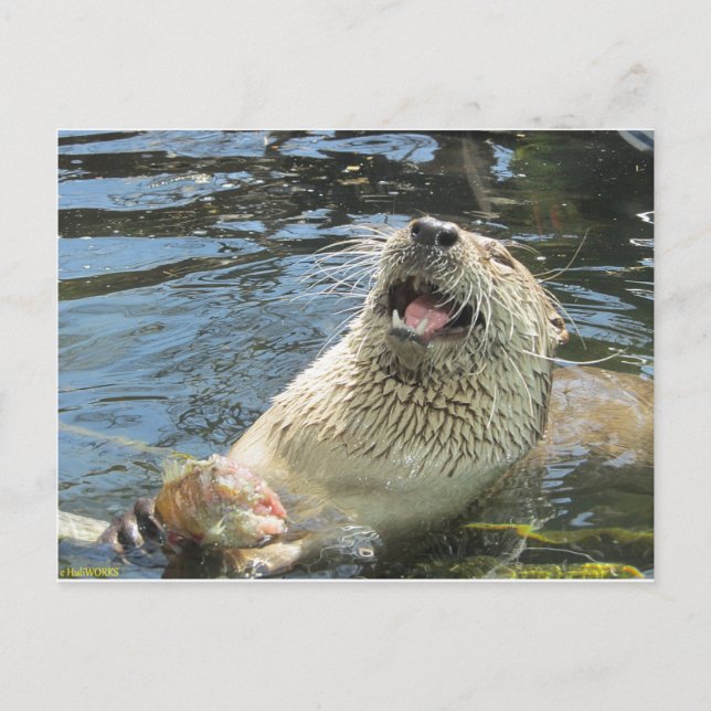 Lycklig Otter Vykort (Framsida)