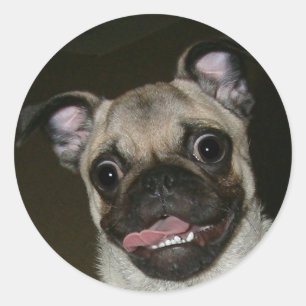 Lycklig Pug Runt Klistermärke