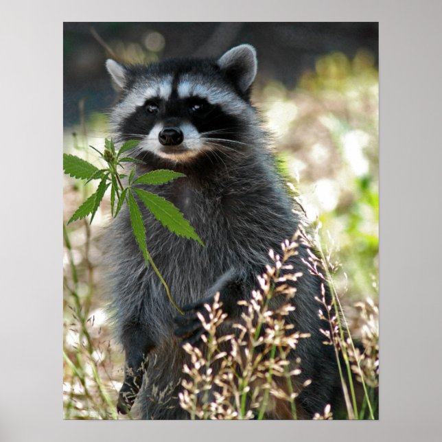 LYCKLIG RACCOON POSTER (Framsidan)