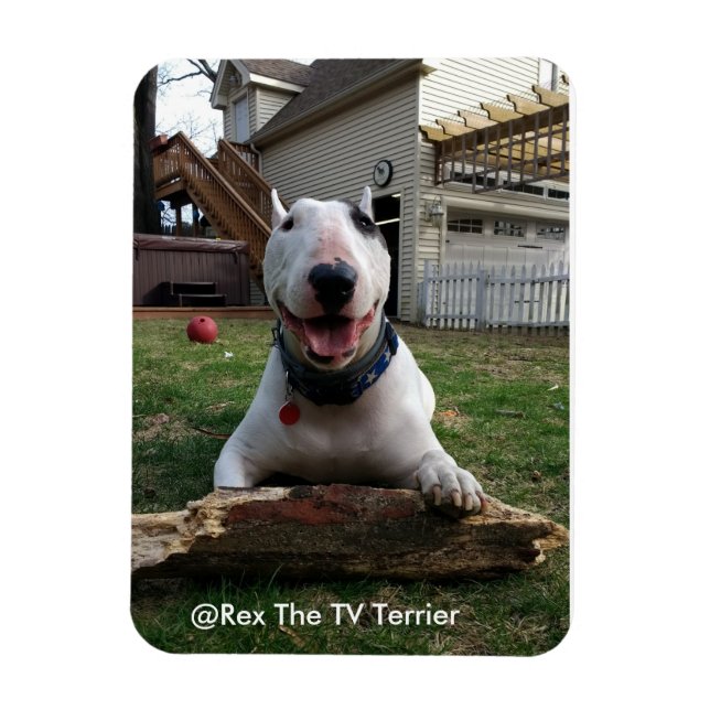 Lycklig Rex Magnet (Vertikal)