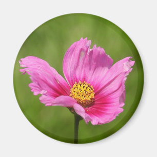 Lycklig Rosa Cosmos Flower Magnet