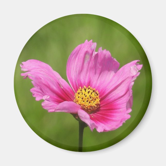 Lycklig Rosa Cosmos Flower Magnet (Framsidan)