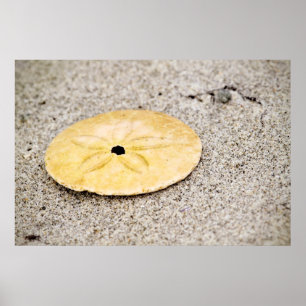 Lycklig Sanddollar Poster