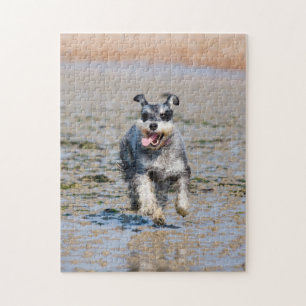 Lycklig Schnauzer som kör på Beach Jigszons Puzz Pussel