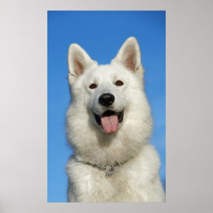 Lycklig schweizareherdehund poster