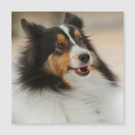 Lycklig Shelty