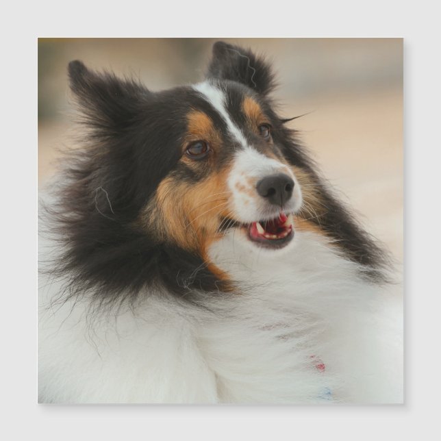 Lycklig Shelty (Framsida)