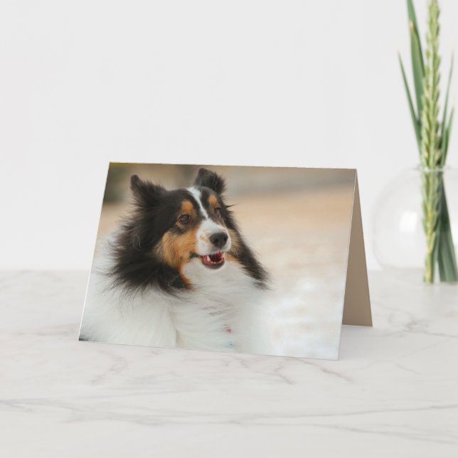 Lycklig Shelty Kort (Framsida)