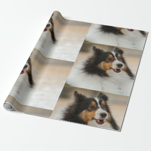 Lycklig Shelty Presentpapper