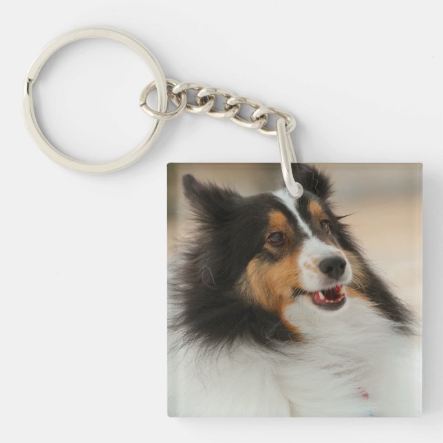 Lycklig Shelty Soccer Ball (Framsidan)