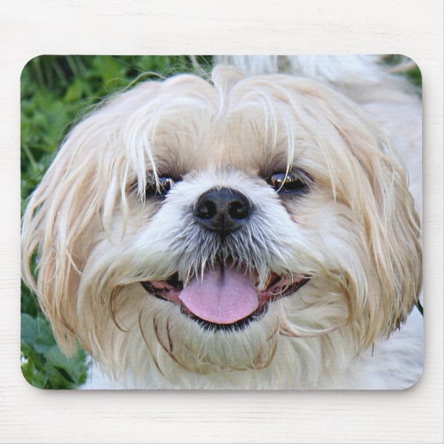 lycklig shih tzu musmatta (Framsidan)