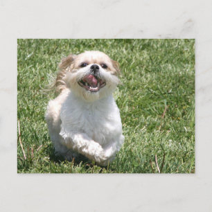 Lycklig som kör Shih Tzu Vykort