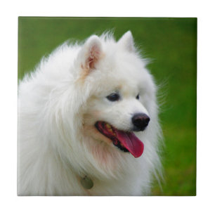Lycklig som ser dig förfölja samoyedhundhusdjuret kakelplatta