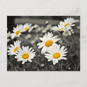 Lycklig sommartid Daisy Vykort