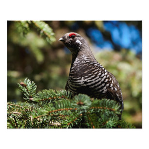 Lycklig Spruce Grouse Fototryck