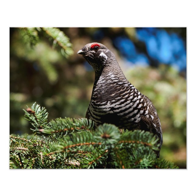 Lycklig Spruce Grouse Fototryck (Framsidan)