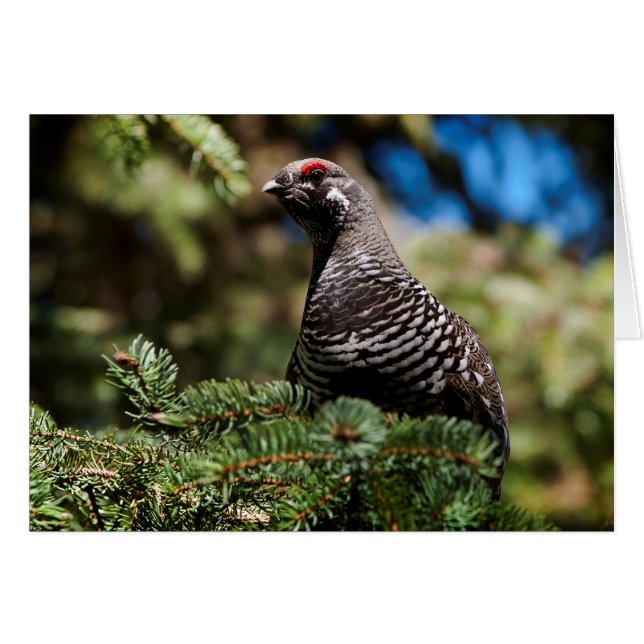 Lycklig Spruce Grouse OBS Kort (Framsidan Horizontal)