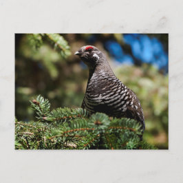 Lycklig Spruce Grouse Vykort
