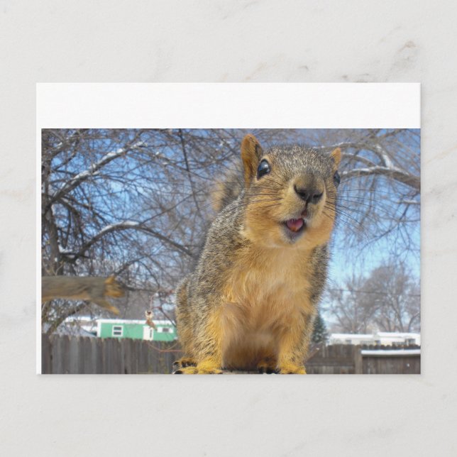 Lycklig Squirell Vykort (Framsida)