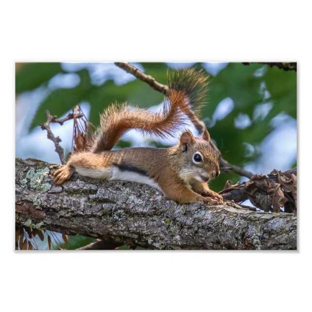 Lycklig Squirrel Fototryck (Framsidan)