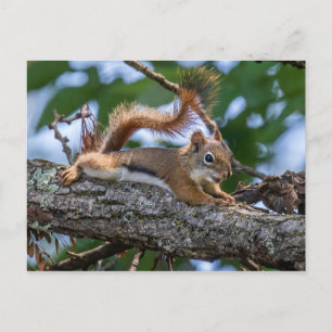 Lycklig Squirrel Vykort