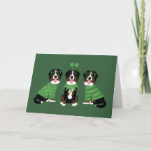 Lycklig St patricks day Bernese Mountain Hundar