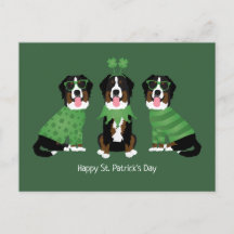 Lycklig St patricks day Bernese Mountain Hundar