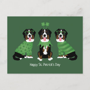 Lycklig St patricks day Bernese Mountain Hundar Vykort