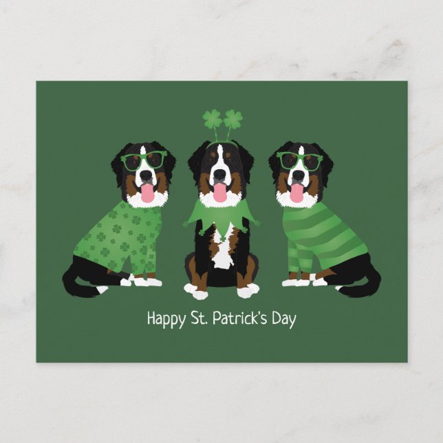Lycklig St patricks day Bernese Mountain Hundar Vykort (Framsida)
