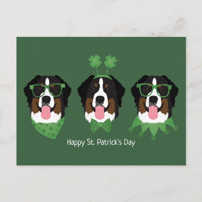 Lycklig St patricks day Bernese Mountain Hundar Vykort (Framsida)