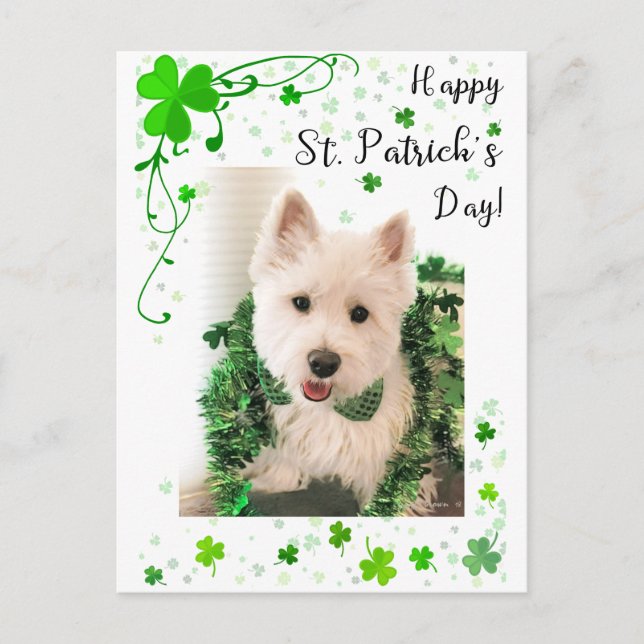 Lycklig St. Patrick's Day, Westie Hund är Redot Vykort (Framsida)