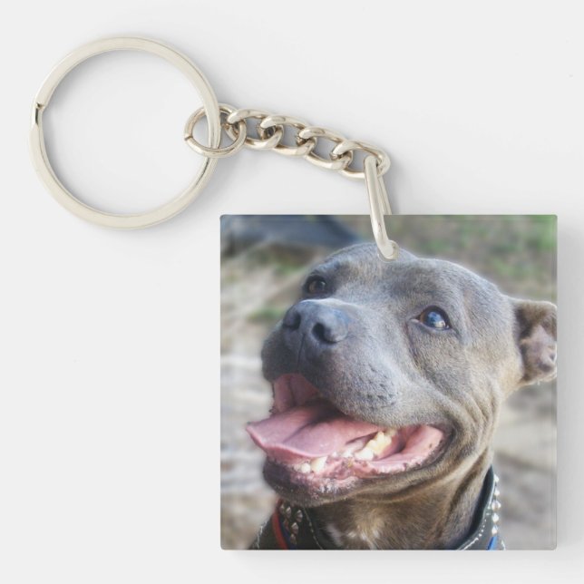 Lycklig Stafford Bull Terrier (Framsidan)