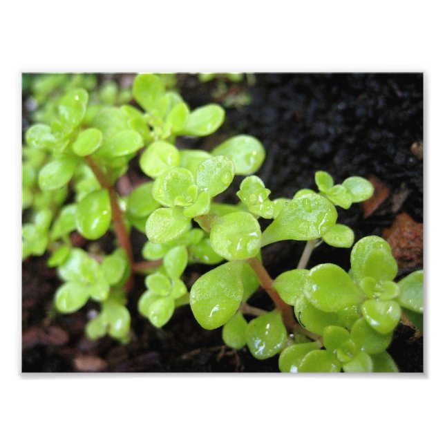 Lycklig Stonecrop Fototryck (Framsidan)