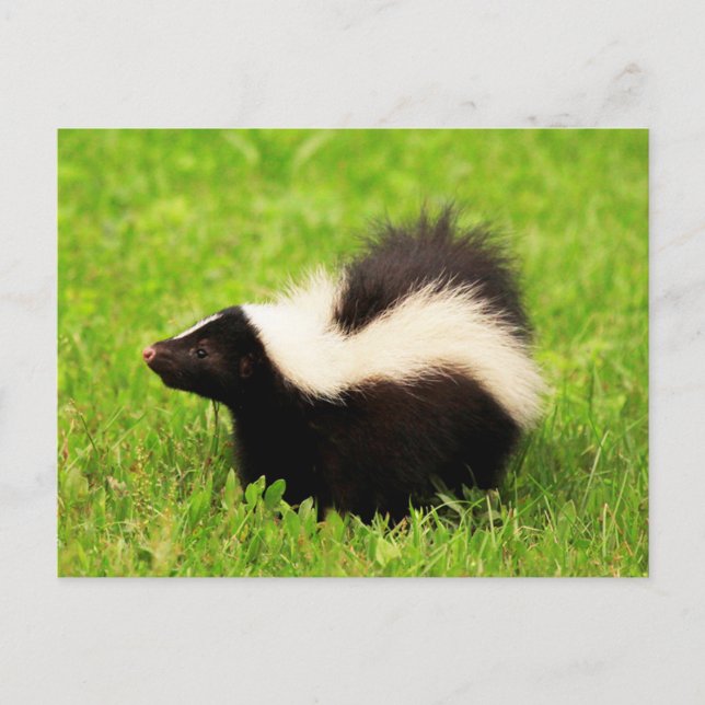 Lycklig Stripe Skunk Vykort (Framsida)