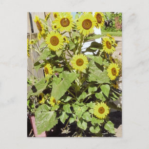 Lycklig Sunblommor Vykort