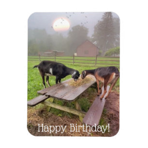 Lycklig Sunset Goats Birthday Magnet