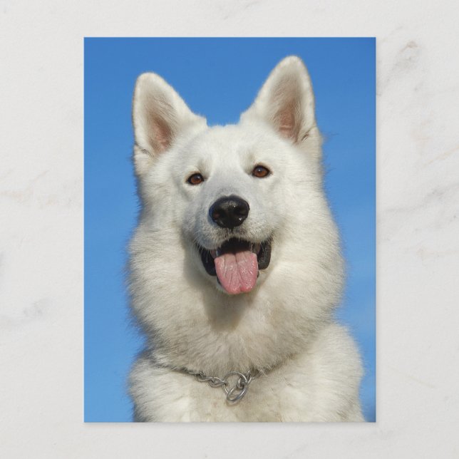 Lycklig Swiss Shepherd hund Vykort (Framsida)