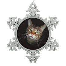 Lycklig Tabby Wiskers