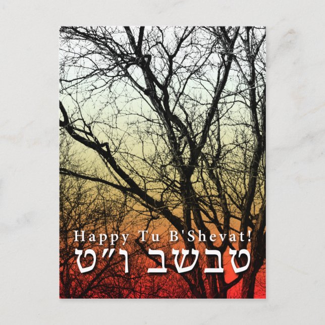 Lycklig Tu B'Shevat! Angående: Dagen för judisk bå Vykort (Framsida)