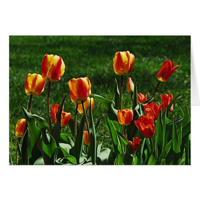 Lycklig Tulips Hälsningskort (Framsidan Horizontal)