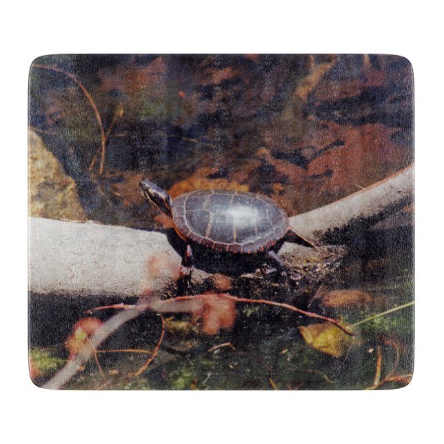 Lycklig Turtle (Framsidan)